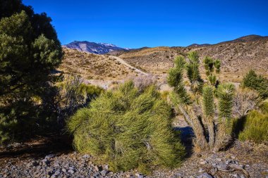 Nevada 'daki Charlestons Dağı çöl manzarasının dingin güzelliğini deneyimleyin, ikonik Joshua ağaçları parlak mavi bir gökyüzünün altındaki yuvarlanan tepelerin zemininde duruyor. Doğa aşıkları için mükemmel..