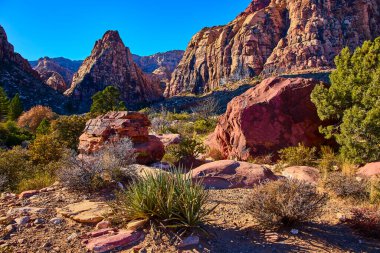 Las Vegas yakınlarındaki nefes kesici Red Rock Kanyonunu deneyin. Yükselen kumtaşı kayalıkları berrak mavi gökyüzüne karşı yükseliyor. Çöl bitkisi bu büyüleyici Nevada manzarasına derinlik katıyor..