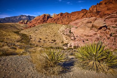Las Vegas yakınlarındaki büyüleyici Red Rock Kanyonunu keşfedin. Canlı kumtaşı oluşumlarına, dayanıklı çöl bitkilerine ve bu ikonik Nevada manzarasının sınırsız güzelliğine hayranım. Macera için mükemmel.