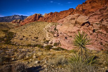 Nevada 'daki Red Rock Canyons kumtaşı oluşumlarının canlı renklerinin tadını çıkarın. Uçsuz bucaksız mavi gökyüzünün altında çöl bitkilerinin engebeli güzelliğini ve dayanıklılığını keşfedin. Maceracılar ve doğa için mükemmel.