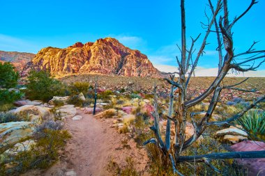 Las Vegas 'taki Red Rock Kanyonu' nun nefes kesici güzelliğini keşfedin. Bu sakin çöl manzarası engebeli dağları, dolambaçlı yolları ve zamansız doğal ihtişamıyla maceraya davetiye çıkarıyor..