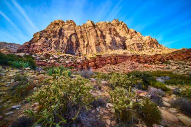 Nevada 'daki Red Rock Kanyonu' nun altın saat boyunca canlı çöl manzarası. Açık mavi gökyüzünün altında yeşil çöl bitkileriyle tezat oluşturan sıcak renklerde parlayan yüksek kum taşı kayalıkları..
