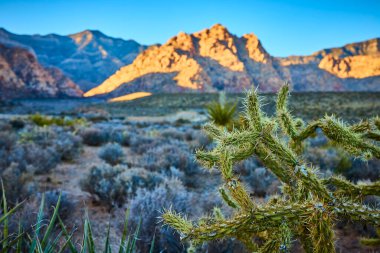 Nevada Kızıl Kaya 'nın karşısında canlı bir kaktüs duruyor. Altın saat ışığı, Las Vegas yakınlarındaki Wash Overlook 'dan nefes kesici bir manzara sunarak dağ zirvelerini yıkıyor..