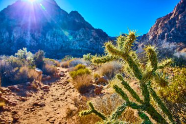 Nevada çölünde berrak mavi bir gökyüzünün altında canlı bir kaktüs dimdik ayakta duruyor. Arka plandaki görkemli kayalık dağlar bu çarpıcı Kızıl Kaya manzarasında esneklik ve macerayı çağrıştırıyor..