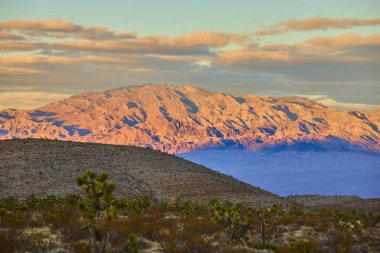 Nevada Mojave Çölü 'nün üzerinde altın bir günbatımı ve Charleston Dağı manzaralı. Engebeli dağlar ve ikonik Joshua ağaçları, macera ve doğal güzelliği çağrıştırmak için mükemmel sakin bir manzara yaratıyor..