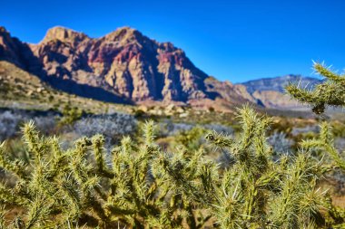 Las Vegas yakınlarındaki açık mavi gökyüzünün altındaki görkemli Kızıl Kaya dağlarına karşı yemyeşil kaktüslerin canlı kontrastını keşfedin. Çölün engebeli güzelliğini ve dingin yalnızlığını kucakla..