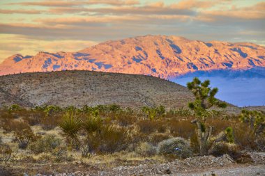Güneş Charleston Dağı 'nın üzerinde batarken Nevada Mojave Çölü' nde altın saat. Joshua ağaçları, pembe ve turuncu gökyüzünün bir zeminine karşı dayanıklı durarak bu engebeli manzaranın dingin güzelliğini yakalıyorlar..