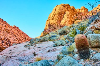 Nevada 'daki Red Rock Kanyonu' nun nefes kesici manzarası. Görkemli oluşumlar ve temiz bir gökyüzü altında esnek fıçı kaktüsleri Las Vegas yakınlarındaki Kraft Dağı 'nın vahşi güzelliğini yakalar..