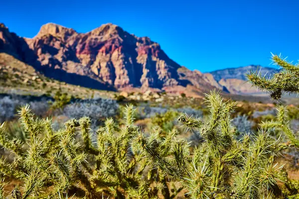 Las Vegas yakınlarındaki açık mavi gökyüzünün altındaki görkemli Kızıl Kaya dağlarına karşı yemyeşil kaktüslerin canlı kontrastını keşfedin. Çölün engebeli güzelliğini ve dingin yalnızlığını kucakla..
