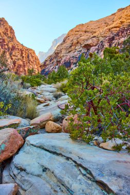 Las Vegas yakınlarındaki Red Rock 'taki Buz Kutusu Kanyonu' nun engebeli güzelliğini keşfedin. Kırmızı kumtaşı uçurumları ve berrak gökyüzünün altındaki yemyeşil bitkilerle dolu canlı çöl manzaralarında yürüyüş yapmak. Macera bekliyor..