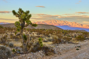 Gün batımında dingin çöl güzelliği gözler önüne seriliyor ikonik Joshua ağacı Charleston Nevada Dağı 'nın canlı renklerine karşı dik duruyor. Amerika 'nın güneybatısında nefes kesici bir doğal zarafet gösterisi..