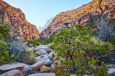Las Vegas yakınlarındaki Red Rock Kanyonu 'nun dingin güzelliğini görün. Canlı çöl bitkileri ve görkemli kumtaşı kayalıkları arasında macera ve doğa meraklıları için mükemmel engebeli patikaları keşfedin..