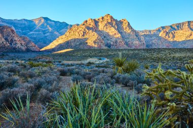 Las Vegas, Nevada yakınlarındaki Kızıl Kaya Kanyonu 'nun engebeli dağlarını altın ışık kaplıyor. Çöl bitkileri ve canlı renkler, macera ve sükunet arayanlar için mükemmel, çarpıcı bir manzara yaratır..