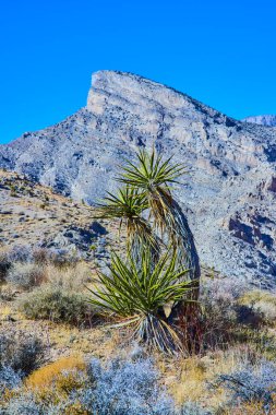 Las Vegas, Nevada 'daki Kraft Dağı' nın engebeli güzelliğini keşfedin. Esnek bir yukka bitkisi, berrak, parlak mavi gökyüzünün altında, çarpıcı Kızıl Kaya zeminine karşı cesurca duruyor. Vahşi huzuru keşfet.