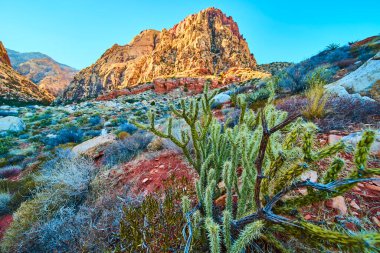 Canlı bir cholla kaktüsü Red Rock Canyon Nevada 'nın dramatik kumtaşı uçurumlarına karşı duruyor. Açık mavi gökyüzü ve toprak renkleri Amerika 'nın güneybatı manzarasının ebedi güzelliğini gözler önüne seriyor..