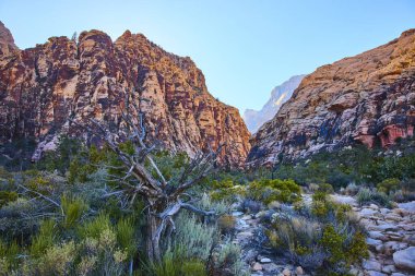 Red Rock Canyon, Nevada 'daki Ice Box Canyon' ın çarpıcı güzelliğini keşfedin. Yükselen kırmızı kaya oluşumları ve yalnız bir ağaç seyahat ve macera temaları için mükemmel çarpıcı bir sahne yaratır..
