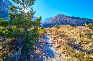 Red Rock, Nevada 'daki Buz Kutusu Kanyonu' nun huzur veren güzelliğini keşfedin. Rocky patikaları, canlı çöl bitkileri ve görkemli dağlar parlak mavi gökyüzü altında maceraya davetiye çıkarır. Açık hava meraklıları için mükemmel..