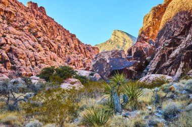 Nevada Red Rock Kanyonu 'ndaki Kraft Dağı' nın nefes kesici güzelliğini keşfedin. Büyüleyici altın saat boyunca uçsuz bucaksız mavi gökyüzünün altında canlı kırmızı oluşumlara ve dayanıklı çöl bitkilerine hayret ediyorum..
