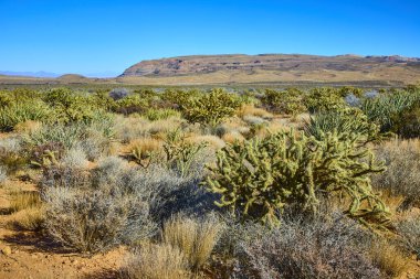 Las Vegas yakınlarındaki Oak Creek Çölü 'nün engebeli güzelliğini keşfedin. Kaktüs ve çalı çırpı uzak Kızıl Kaya dağları tarafından çerçevelenmiş berrak mavi gökyüzünün altındaki canlı kırmızı kumlar. Doğa için mükemmel.