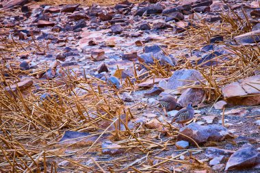 Calico Tanks Trail, Las Vegas 'taki kayalık arazide bıldırcın karışımı. Doğal ve seyahat meraklıları için mükemmel olan bu Kızıl Kaya ortamında çöl yaban hayatının güzelliğini tecrübe edin..