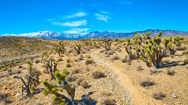 Nevada 'da geniş bir çöl manzarası ikonik Joshua ağaçları ile Charleston Dağı' nın karlı zirvelerinin zemininde. Kirli yol, açık mavi gökyüzünün altında keşif yapmaya davet ediyor. Macera arayanlar için mükemmel..