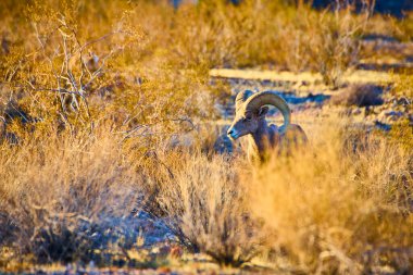 Bighorn koyunları Hemenway Park, Nevada 'da gururla durur, altın saat ışığında yıkanırlar. Etkileyici boynuzları ve dayanıklı yapısı Amerikan çöl manzarasının dayanıklı güzelliğini ve dayanıklılığını yansıtıyor..