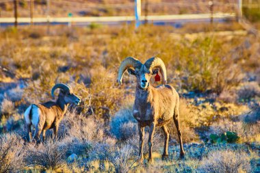 Hemenway Park, Nevada 'daki görkemli büyük boynuzlu koyunlar altın saat ışığında güneşleniyor. Vahşi çöl yaşamının dayanıklı güzelliğine ve esnekliğine bir göz atmak, koruma ve macera temaları için mükemmel..