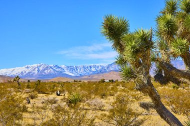 Nevada 'da, açık mavi bir gökyüzünün altında kar kaplı Charleston Dağı' na çarpan Joshua ağacıyla çöl manzarasının huzurlu güzelliğinin tadını çıkarın. Seyahat veya doğa için mükemmel.