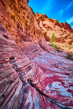 Las Vegas, Nevada 'daki Calicos kırmızı kumtaşı oluşumlarının nefes kesici görüntüsü. Canlı renkler ve eşsiz erozyon desenleri canlı mavi gökyüzünün altında çarpıcı bir çöl manzarası yaratır. Doğa aşıkları için ideal.
