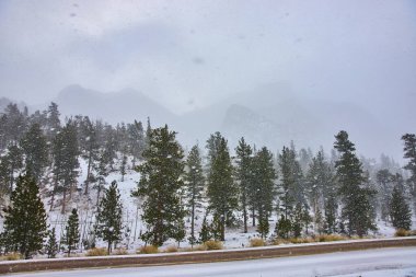 Nevada, Charleston Dağı 'ndaki sakin kış manzarası. Kar, uzun çam ağaçlarını örterken, yumuşak tanecikler düşer ve yol kenarında huzurlu, mistik bir atmosfer yaratır. Huzur uyandırmak için mükemmel.