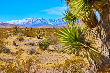 Çarpıcı bir çöl sahnesinde ön planda, Nevada ikonik Charleston Dağı karla kaplı bir Joshua ağacı yer alır. Kurak ve karlı manzaranın çarpıcı kontrastını tecrübe edin.
