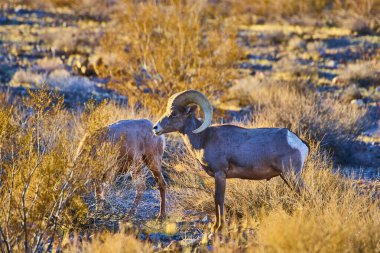 Nevada Hemenway Parkı 'ndaki Bighorn koyunlarında altın saat parıltısı. Boynuzlarının görkemli kıvrımları engebeli çöl manzarasına karşı duruyor, doğadaki dayanıklılık ve dayanıklılığı somutlaştırıyor..