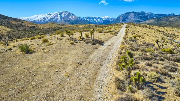 Nevada 'nın uçsuz bucaksız çöl manzarası. Kara kaplı Charleston Dağı' na giden toprak bir yol. Joshua ağaçları ve engebeli arazi bu uzak manzaranın katıksız güzelliğini ve macerasını vurgular..