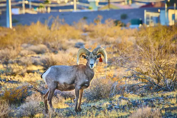Belirgin kıvrımlı boynuzları olan görkemli büyük boynuzlu koyunlar Hemenway Park, Nevada 'da duruyor. Altın saat ışığıyla yıkanmış, vahşi yaşam ve insan tecavüzü arasındaki dengeyi simgeliyor..