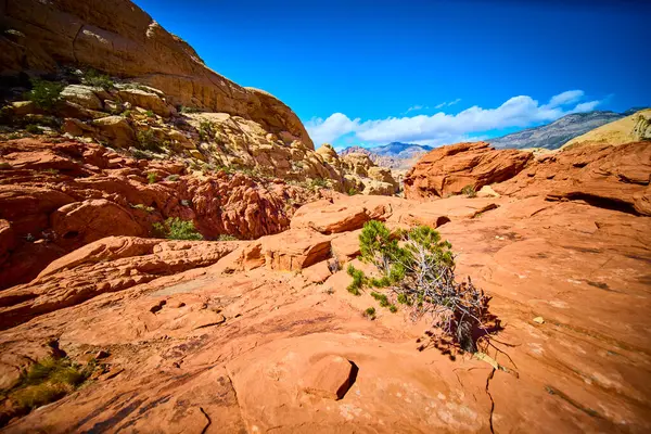 Las Vegas 'taki Kızıl Kaya Kanyonu' nun engebeli güzelliğini keşfedin. Çarpıcı kırmızı kumtaşı oluşumları ve parlak mavi gökyüzü altında sert çalılıklar Amerika 'nın güneybatısında macera vaat ediyor..