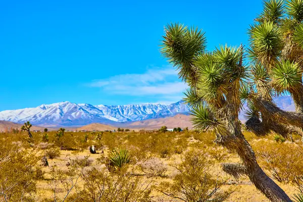 Nevada 'da, açık mavi bir gökyüzünün altında kar kaplı Charleston Dağı' na çarpan Joshua ağacıyla çöl manzarasının huzurlu güzelliğinin tadını çıkarın. Seyahat veya doğa için mükemmel.