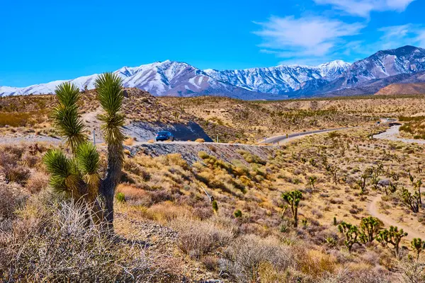 Nevada 'nın çarpıcı çöl manzarasında bir yolculuğa çıkın. Sarmal bir yol, ikonik Joshua ağacı, ve karla kaplı Charleston dağı parlak mavi gökyüzü altında keşif yapmaya davet ediyor..