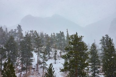 Nevada Charleston Dağı 'ndaki sakin kış manzarası. Karla kaplı Evergreen 'ler, yumuşak taneciklerin düşüşü gibi dimdik ayakta durarak, doğadan esinlenilmiş projeler için mükemmel, barışçıl ve el değmemiş bir arka plan oluşturuyor..