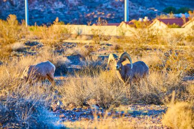Bighorn koyunları Nevada, Hemenway Park 'ın altın saatinde huzurlu bir çöl manzarasında gururla durur. Vahşi yaşam ve banliyö arka planının barışçıl bir karışımı, doğanın esnekliğini ön plana çıkarıyor..