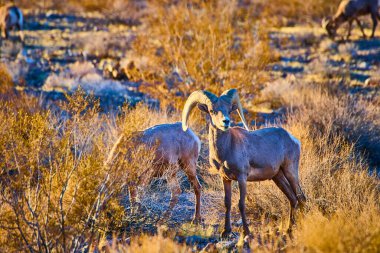 Nevada, Hemenway Parkı 'nda altın saat ışığında nefes kesen koca boynuzlu koyunlar. Yumuşak parıltı, sakin çöl manzarasında etkileyici boynuzlarını ve dirençli ruhlarını vurgular. Vahşi yaşam için mükemmel.