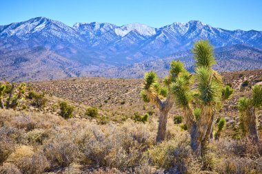 Majestic Joshua ağaçları Mojave Çölü 'ne karşı dimdik ayakta duruyor. Uzakta ise karla kaplı Charleston Dağı var. Nevada 'nın berrak güzelliğini ve huzurunu parlak mavi bir yabanın altında hissedin.