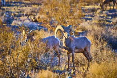 Görkemli büyük boynuzlu koyunlar, Boulder City, Nevada 'daki Hemenway Parkı' nda altın saatin sıcacık parıltısında doğal yaşam ortamlarındaki çöl yaban hayatının güzelliğini ve dayanıklılığını gururla sergiliyor..
