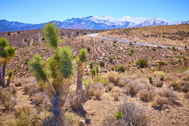 Majestic Joshua ağaçları Mojave Çölü, Nevada 'da, arkasında karla kaplı Charleston Dağı ile dimdik ayakta duruyor. Bu ikonik güneybatı manzarasının dingin ama engebeli güzelliğini tecrübe edin..