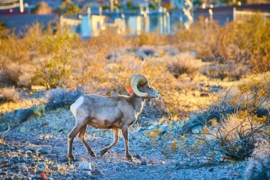 Boulder City, Nevada 'nın kayalık çöl manzarasında altın saat boyunca etkileyici kıvrımlı boynuzları olan görkemli büyük boynuzlu koyunlar yürür. Doğal güzellikler arasında vahşi hayatın mükemmel bir yansıması..
