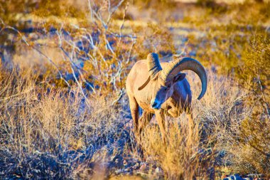 Nevada Hemenway Parkı 'nda boynuzları kıvrık, görkemli büyük boynuzlu koyunlar duruyor. Altın saat ışığıyla yıkanmış, çöl çölünün dayanıklılığını ve güzelliğini somutlaştırıyor..