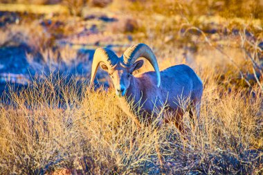 Nevada, Hemenway Park 'ta altın saat ışığında yıkanmış görkemli bir büyük boynuzlu koyun gururla duruyor. Amerika 'nın güneybatısındaki çöl yaban hayatının dingin güzelliğini ve dayanıklılığını tecrübe edin..
