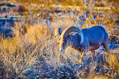 Majestic Bighorn koyunları, Hemenway Park, Nevada 'da altın saat boyunca çöl zemininde otluyor. Dayanıklılık ve dayanıklılığın altını çizen bu sakin sahne, Amerika 'da maceraya davetiye çıkarıyor.