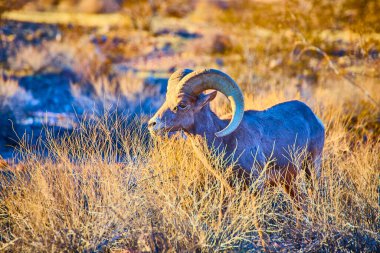 Nevada, Hemenway Parkı 'ndaki görkemli büyük boynuzlu koyunlar altın çağda altın otların arasında duruyor. Güneybatı Amerika 'daki vahşi hayatın dingin güzelliğini ve dayanıklılığını tecrübe edin..