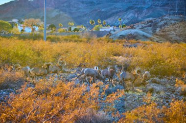 Nevada, Hemenway Parkı 'nda altın saat, koca boynuzlu koyunları otlatırken yakalıyor. Boulder Citys topluluğu ve dağ zeminiyle bu sahne doğa ve insan hayatını dengeliyor..
