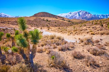Güneşle sırılsıklam olmuş Nevada çölündeki Joshua ağaçlarının uzaktan Charleston Dağı 'nın karla kaplı manzarası. Las Vegas 'ın muazzam güzelliğini ve yalnızlığını tecrübe edin..